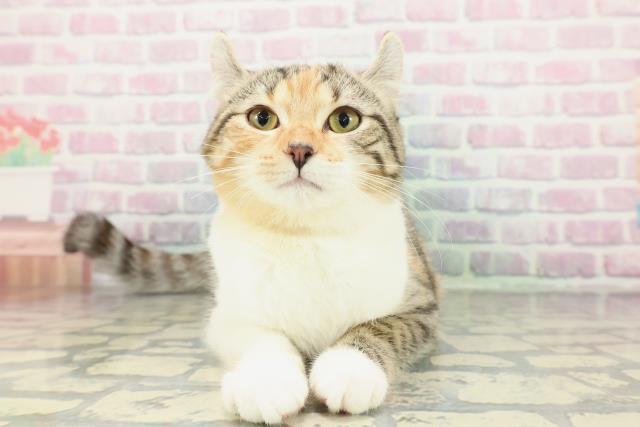 山形県のアメリカンカール (Coo&RIKUイオンタウン酒田店/2025年11月18日生まれ/女の子/ブラウンパッチドタビーホワイト)の子猫の1枚目の画像