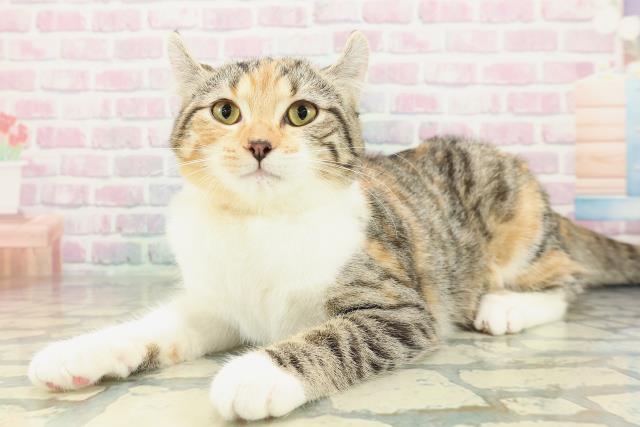 山形県のアメリカンカール (Coo&RIKUイオンタウン酒田店/2025年11月18日生まれ/女の子/ブラウンパッチドタビーホワイト)の子猫の2枚目の画像