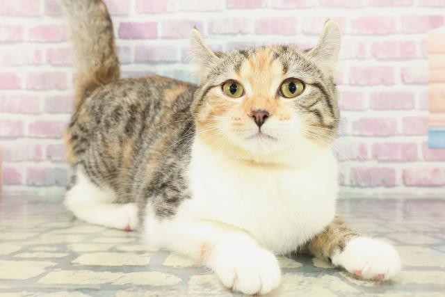 山形県のアメリカンカール (Coo&RIKUイオンタウン酒田店/2025年11月18日生まれ/女の子/ブラウンパッチドタビーホワイト)の子猫の3枚目の画像