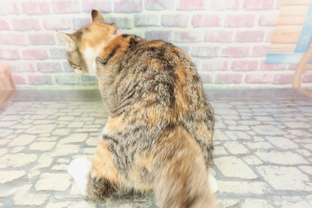 山形県のアメリカンカール (Coo&RIKUイオンタウン酒田店/2025年11月18日生まれ/女の子/ブラウンパッチドタビーホワイト)の子猫の4枚目の画像