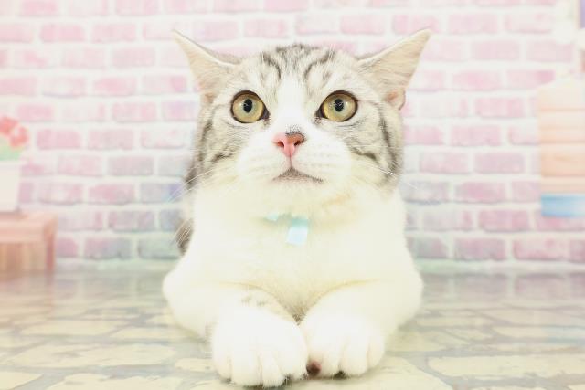 埼玉県のスコティッシュフォールド (Coo&RIKU春日部店/2025年9月28日生まれ/男の子/シルバータビー)の子猫