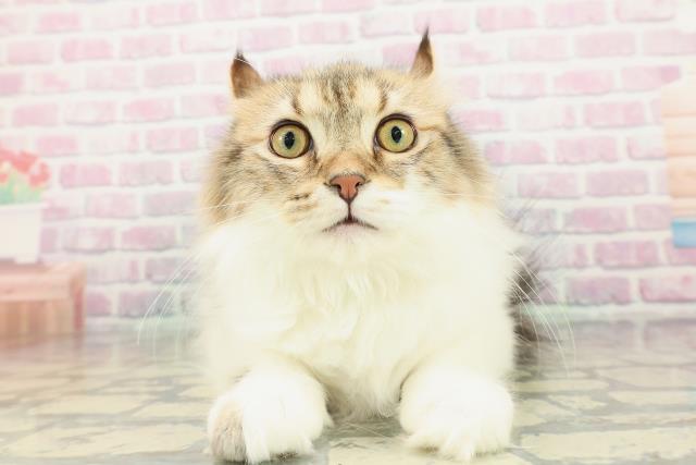 富山県のアメリカンカール (Coo&RIKU富山店/2025年10月19日生まれ/男の子/ブラウンタビーホワイト)の子猫の1枚目の画像