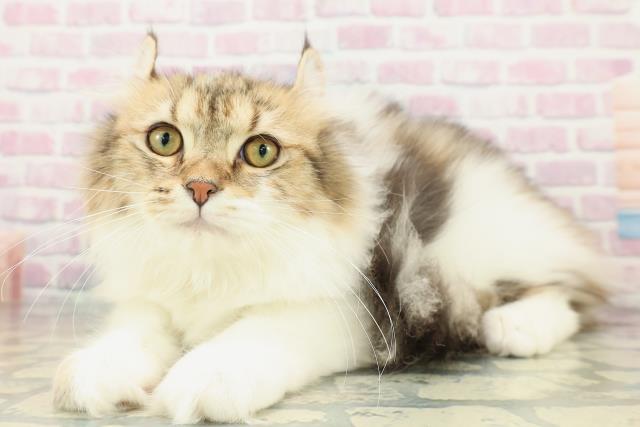 富山県のアメリカンカール (Coo&RIKU富山店/2025年10月19日生まれ/男の子/ブラウンタビーホワイト)の子猫の2枚目の画像