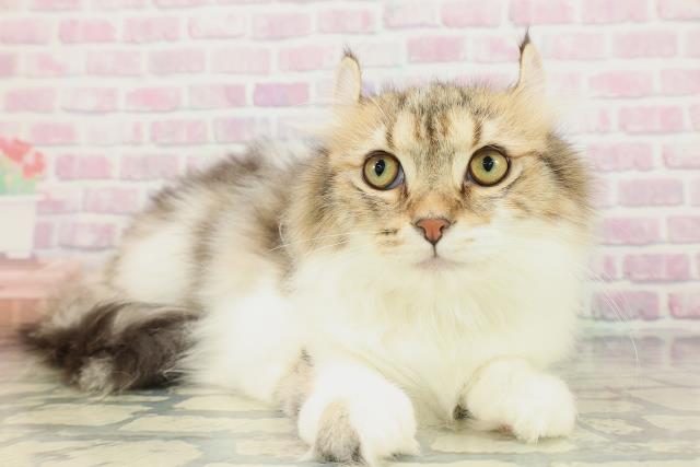 富山県のアメリカンカール (Coo&RIKU富山店/2025年10月19日生まれ/男の子/ブラウンタビーホワイト)の子猫の3枚目の画像