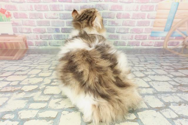 富山県のアメリカンカール (Coo&RIKU富山店/2025年10月19日生まれ/男の子/ブラウンタビーホワイト)の子猫の4枚目の画像