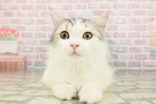 栃木県のアメリカンカール (Coo&RIKU宇都宮店/2025年10月19日生まれ/男の子/シルバータビーホワイト)の子猫の1枚目の画像