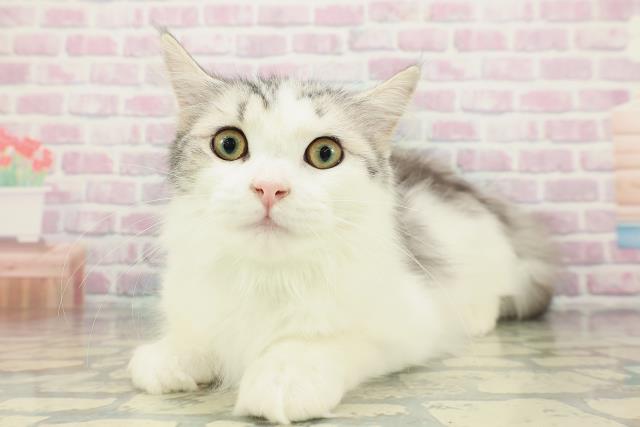 栃木県のアメリカンカール (Coo&RIKU宇都宮店/2025年10月19日生まれ/男の子/シルバータビーホワイト)の子猫の2枚目の画像