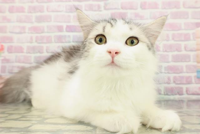 栃木県のアメリカンカール (Coo&RIKU宇都宮店/2025年10月19日生まれ/男の子/シルバータビーホワイト)の子猫の3枚目の画像