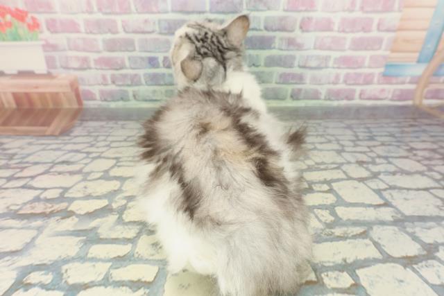 栃木県のアメリカンカール (Coo&RIKU宇都宮店/2025年10月19日生まれ/男の子/シルバータビーホワイト)の子猫の4枚目の画像