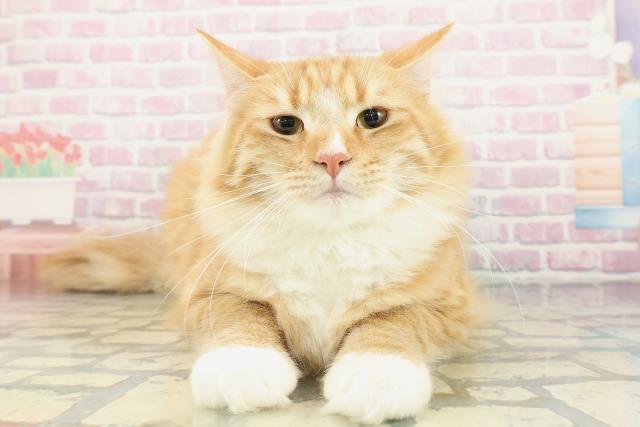 北海道のノルウェージャンフォレストキャット (Coo&RIKU北見店/2025年6月4日生まれ/男の子/レッドタビーホワイト)の子猫の1枚目の画像