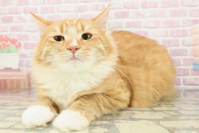 北海道のノルウェージャンフォレストキャット (Coo&RIKU北見店/2025年6月4日生まれ/男の子/レッドタビーホワイト)の子猫の2枚目の画像