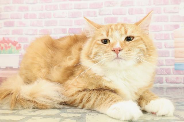 北海道のノルウェージャンフォレストキャット (Coo&RIKU北見店/2025年6月4日生まれ/男の子/レッドタビーホワイト)の子猫の3枚目の画像