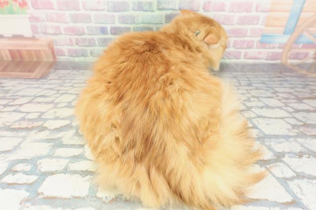 北海道のノルウェージャンフォレストキャット (Coo&RIKU北見店/2025年6月4日生まれ/男の子/レッドタビーホワイト)の子猫の4枚目の画像