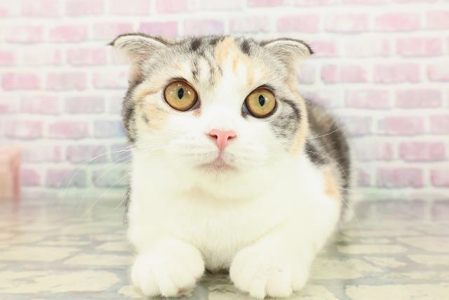 埼玉県のスコティッシュフォールド (Coo&RIKU川越店/2025年10月31日生まれ/女の子/キャリコ)の子猫