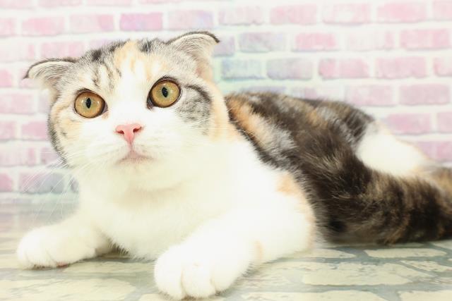 埼玉県のスコティッシュフォールド (Coo&RIKU川越店/2025年10月31日生まれ/女の子/キャリコ)の子猫の2枚目の画像