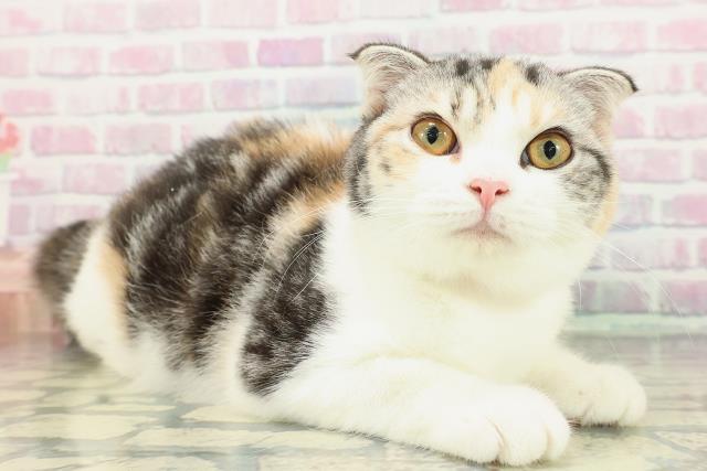 埼玉県のスコティッシュフォールド (Coo&RIKU川越店/2025年10月31日生まれ/女の子/キャリコ)の子猫の3枚目の画像