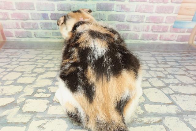 埼玉県のスコティッシュフォールド (Coo&RIKU川越店/2025年10月31日生まれ/女の子/キャリコ)の子猫の4枚目の画像