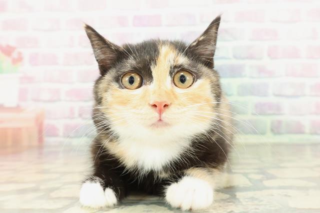 千葉県のマンチカン (Coo&RIKU若葉都賀店/2025年12月24日生まれ/女の子/キャリコ)の子猫の1枚目の画像