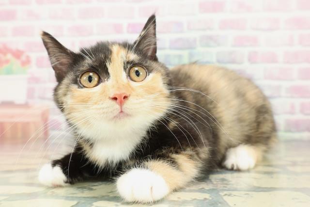 千葉県のマンチカン (Coo&RIKU若葉都賀店/2025年12月24日生まれ/女の子/キャリコ)の子猫の2枚目の画像