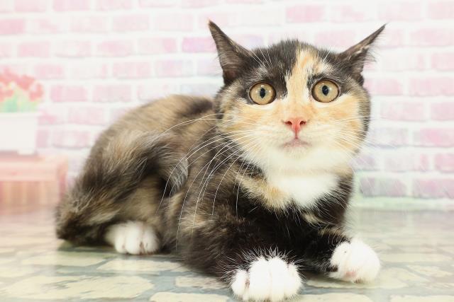 千葉県のマンチカン (Coo&RIKU若葉都賀店/2025年12月24日生まれ/女の子/キャリコ)の子猫の3枚目の画像