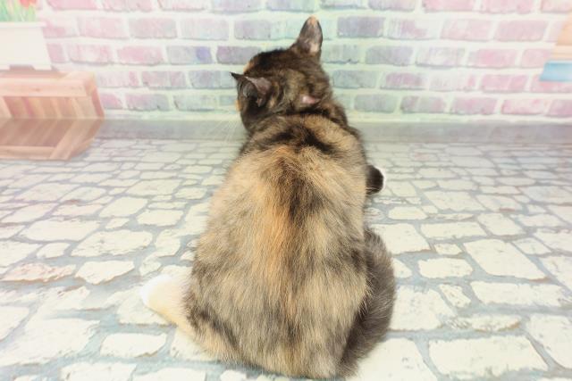 千葉県のマンチカン (Coo&RIKU若葉都賀店/2025年12月24日生まれ/女の子/キャリコ)の子猫の4枚目の画像