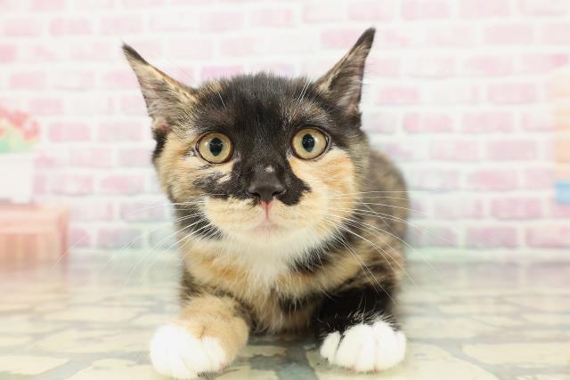 富山県のマンチカン (Coo&RIKU富山店/2025年12月24日生まれ/女の子/キャリコ)の子猫の1枚目の画像