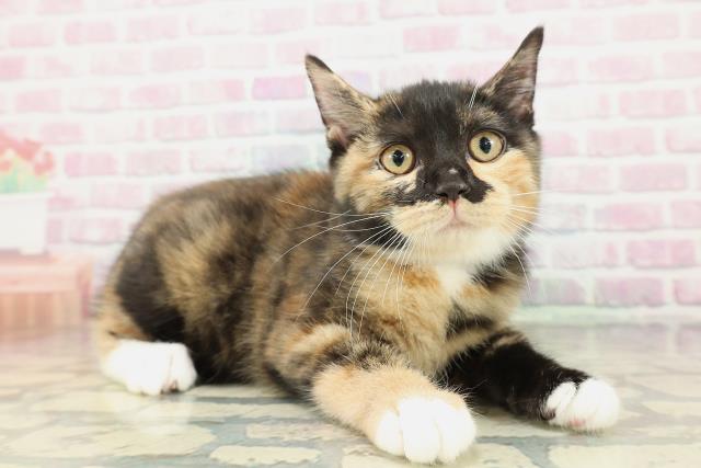 富山県のマンチカン (Coo&RIKU富山店/2025年12月24日生まれ/女の子/キャリコ)の子猫の3枚目の画像