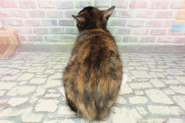 富山県のマンチカン (Coo&RIKU富山店/2025年12月24日生まれ/女の子/キャリコ)の子猫の4枚目の画像