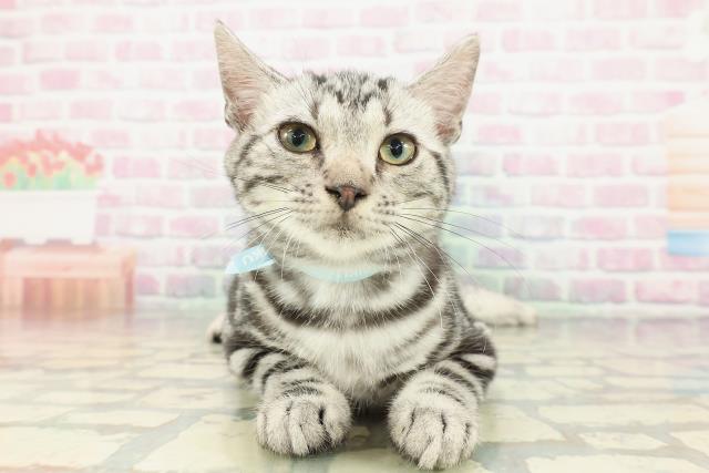 山形県のアメリカンショートヘアー (Coo&RIKUイオンタウン酒田店/2025年11月22日生まれ/男の子/シルバータビー)の子猫の1枚目の画像