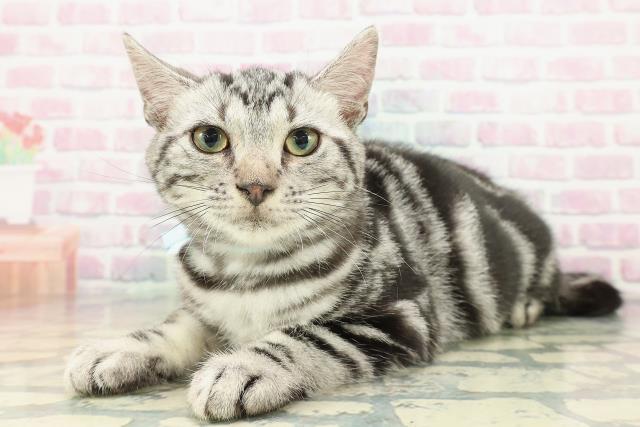 山形県のアメリカンショートヘアー (Coo&RIKUイオンタウン酒田店/2025年11月22日生まれ/男の子/シルバータビー)の子猫の2枚目の画像