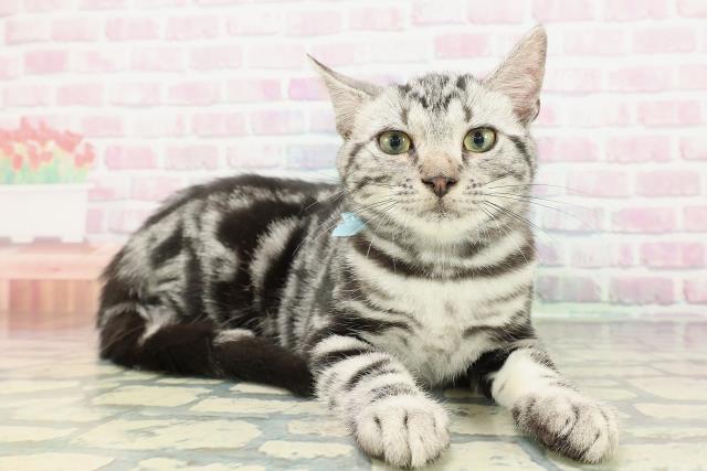 山形県のアメリカンショートヘアー (Coo&RIKUイオンタウン酒田店/2025年11月22日生まれ/男の子/シルバータビー)の子猫の3枚目の画像