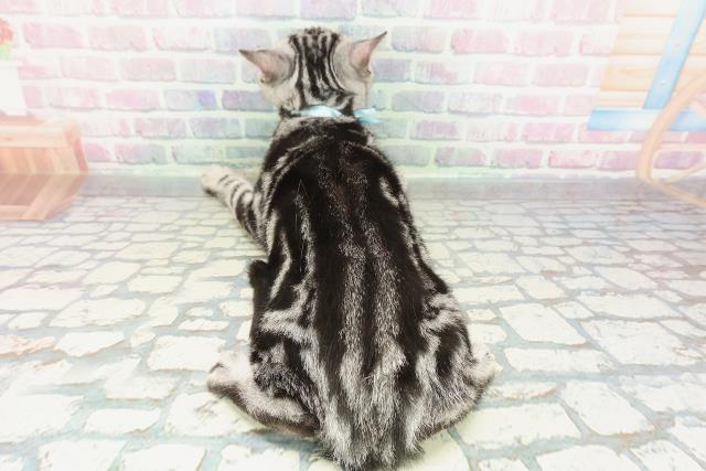 山形県のアメリカンショートヘアー (Coo&RIKUイオンタウン酒田店/2025年11月22日生まれ/男の子/シルバータビー)の子猫の4枚目の画像