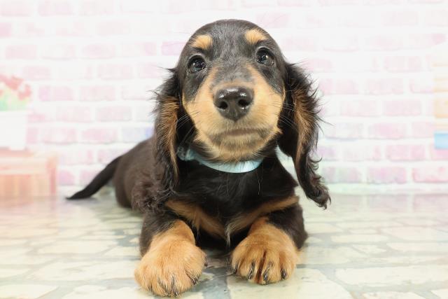 山形県のミニチュアダックスフンド(ロング) (Coo&RIKUイオンタウン酒田店/2026年1月28日生まれ/男の子/ブラックタン)の子犬の1枚目の画像