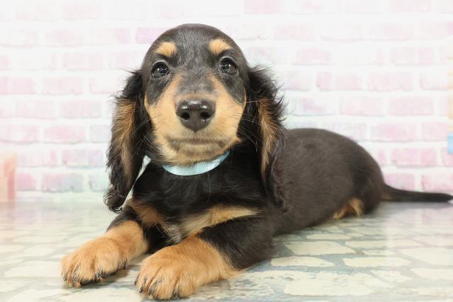 山形県のミニチュアダックスフンド(ロング) (Coo&RIKUイオンタウン酒田店/2026年1月28日生まれ/男の子/ブラックタン)の子犬の2枚目の画像