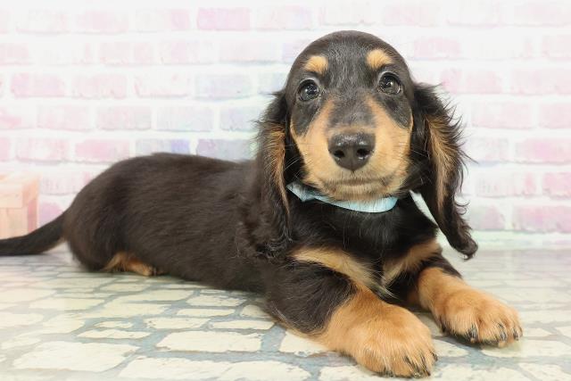 山形県のミニチュアダックスフンド(ロング) (Coo&RIKUイオンタウン酒田店/2026年1月28日生まれ/男の子/ブラックタン)の子犬の3枚目の画像