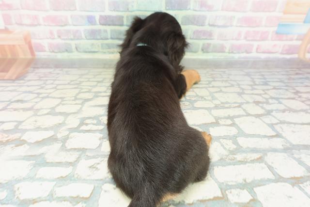 山形県のミニチュアダックスフンド(ロング) (Coo&RIKUイオンタウン酒田店/2026年1月28日生まれ/男の子/ブラックタン)の子犬の4枚目の画像