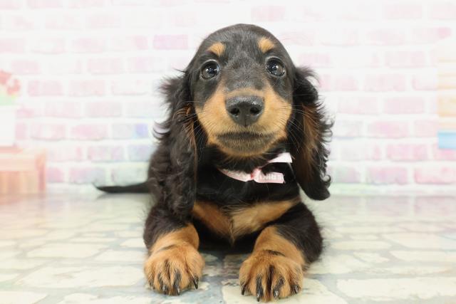 ミニチュア・ダックスフンド