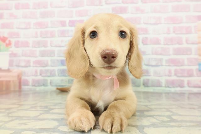 山形県のミニチュアダックスフンド(ロング) (Coo&RIKUイオンタウン酒田店/2026年1月28日生まれ/女の子/イエロー)の子犬の1枚目の画像