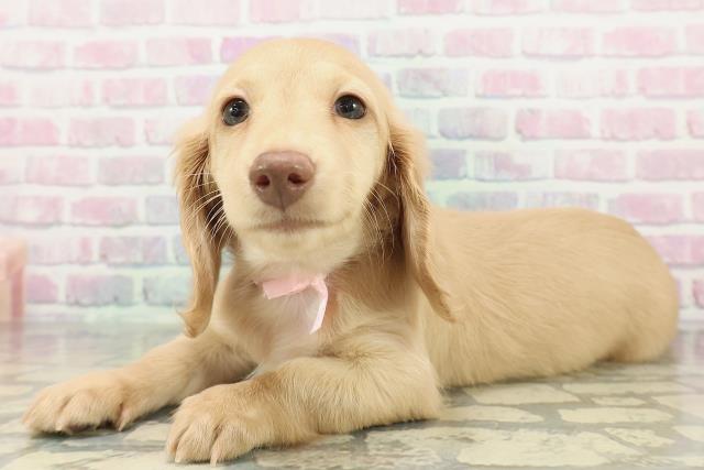 山形県のミニチュアダックスフンド(ロング) (Coo&RIKUイオンタウン酒田店/2026年1月28日生まれ/女の子/イエロー)の子犬の2枚目の画像