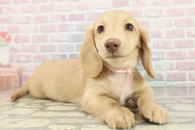 山形県のミニチュアダックスフンド(ロング) (Coo&RIKUイオンタウン酒田店/2026年1月28日生まれ/女の子/イエロー)の子犬の3枚目の画像