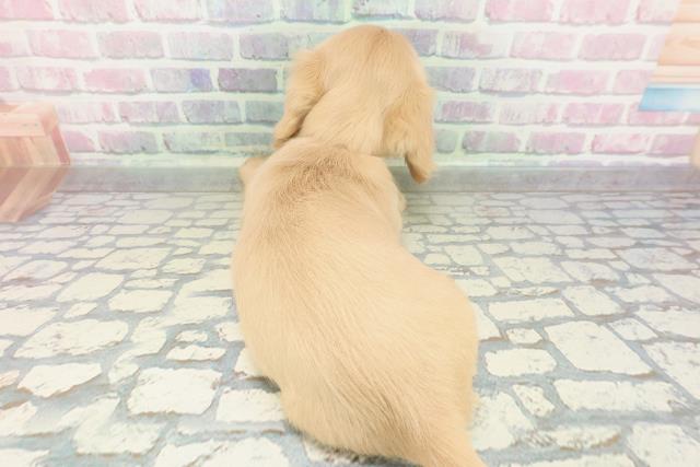 山形県のミニチュアダックスフンド(ロング) (Coo&RIKUイオンタウン酒田店/2026年1月28日生まれ/女の子/イエロー)の子犬の4枚目の画像