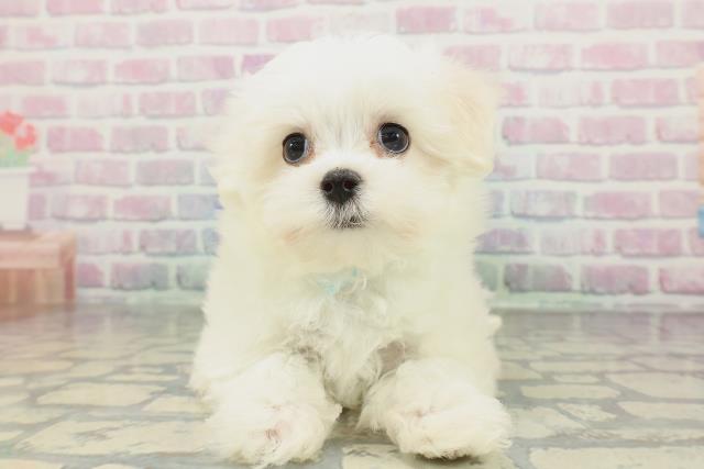 千葉県のマルチーズ (Coo&RIKU若葉都賀店/2026年1月29日生まれ/男の子/ホワイト)の子犬の1枚目の画像