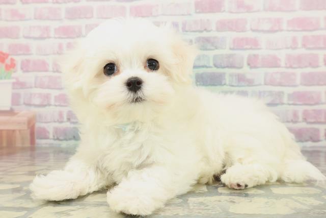 千葉県のマルチーズ (Coo&RIKU若葉都賀店/2026年1月29日生まれ/男の子/ホワイト)の子犬の2枚目の画像