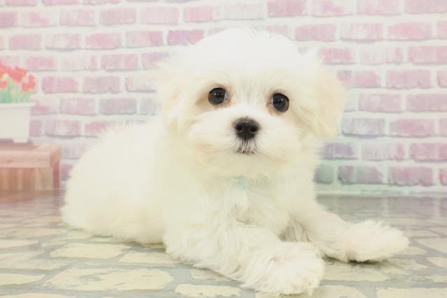 千葉県のマルチーズ (Coo&RIKU若葉都賀店/2026年1月29日生まれ/男の子/ホワイト)の子犬の3枚目の画像