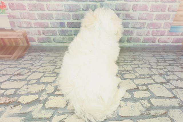 千葉県のマルチーズ (Coo&RIKU若葉都賀店/2026年1月29日生まれ/男の子/ホワイト)の子犬の4枚目の画像