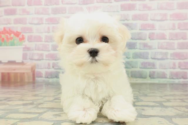 埼玉県のマルチーズ (Coo&RIKU熊谷ニットーモール店/2026年1月29日生まれ/女の子/ホワイト)の子犬
