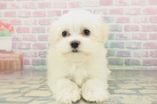 栃木県のマルチーズ (Coo&RIKUFKDインターパーク店/2026年1月29日生まれ/女の子/ホワイト)の子犬の1枚目の画像