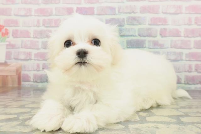 栃木県のマルチーズ (Coo&RIKUFKDインターパーク店/2026年1月29日生まれ/女の子/ホワイト)の子犬の2枚目の画像