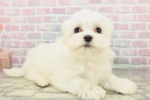 栃木県のマルチーズ (Coo&RIKUFKDインターパーク店/2026年1月29日生まれ/女の子/ホワイト)の子犬の3枚目の画像