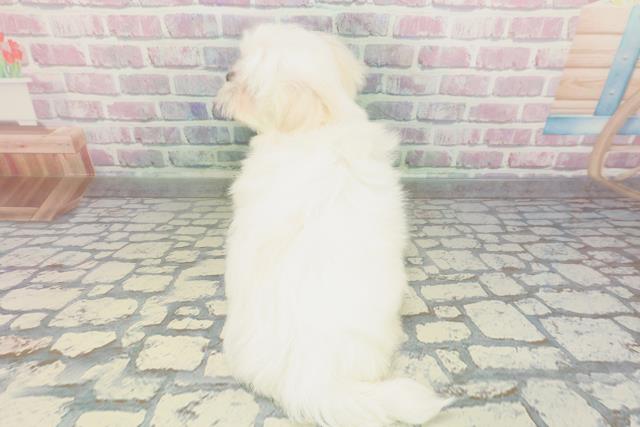 栃木県のマルチーズ (Coo&RIKUFKDインターパーク店/2026年1月29日生まれ/女の子/ホワイト)の子犬の4枚目の画像